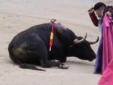 O touro subjulgado se deita aceitando sua morte